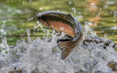 peche truite